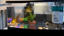 阔庭（KUOTING）鱼缸懒人鱼缸家用客厅办公室水培吊篮金鱼缸过滤鱼缸黑色款 实拍图