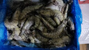 鲜京采 鲜冻大号黑虎虾 去冰净重2斤 31-40只/盒 斑节对虾 实拍图
