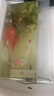森森 小鲤鱼缸过滤器净水循环三合一内置水族箱过滤系统XQP-500F 6W 实拍图