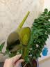 九千谷洒水壶浇花 园艺浇花淋花喷壶长嘴浇花壶浇花神器1.4L柠檬黄9370 实拍图