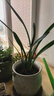 特级浓香型企黑兰花国兰客厅四季好养盆栽绿植物国花高端送礼物 高度40cm冠幅15cm特级精品兰花 3苗裸根发货 实拍图