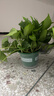 双盟绿萝盆栽除甲醛花卉绿植办公室新房净化空气180加仑4盆装源头直发 实拍图