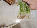 带根香菜100g 实拍图