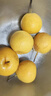 樱慕晴【JD地标认证】正宗辽宁鞍山南果梨东北特产南国梨香水梨新鲜水果 【普装大果黄梨】约24枚 4.5斤 实拍图