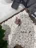 SMVP玉米蛇活物真蛇宠物蛇爬宠幼体翠异宠青白化蛇宠无毒黑王暴风雪盲 幽灵白边布鲁克【苗】 实拍图
