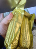 十月稻田 四平黄甜糯玉米 8根 3.52斤 东北黏玉米棒 真空包装 非转基因 实拍图