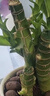 绿有意绿植盆栽多肉花卉盆栽植物室内桌面水培绿植办公室客厅植物懒人 4盆自选】植物和盆颜色请备注 实拍图