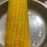 北纬47度水果玉米2.64斤(220g*6根)开袋即食鲜甜玉米棒 低脂低GI早餐苞米 实拍图