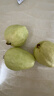 京觅福建奶油芭乐 番石榴 单果150g起 净重4.5斤装 源头直发包邮 实拍图
