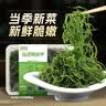 鲜窝窝 盐渍鞭炮笋250g 火锅食材马尾藻长寿菜关东煮麻辣烫凉拌下饭菜 实拍图