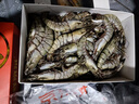 鲜京采 巨型黑虎虾 去冰净重3斤 24-30只/盒 年货送礼 年夜饭 实拍图