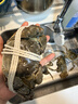 【活蟹】湖中秋色鲜活大闸蟹螃蟹公5.0-5.3母4.0-4.3两4对去绳足重年货送礼盒 源头直发 晒单实拍图