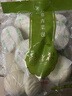 冶春食品 量贩装青菜包 800g 80g*10 家庭装 扬州包子 春节也送货 实拍图