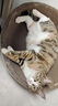 疯狂的主人 猫抓板窝特大号猫玩具猫爪板猫抓盆不掉屑猫窝碗形圆形瓦楞纸 实拍图