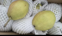 京鲜生 新疆库尔勒香梨 净重5斤 一级 单果100g-120g  生鲜水果 实拍图
