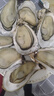 贝司令 鲜活乳山生态生蚝5XL 净重9斤 14-18只 生鲜源头直发年货送礼 实拍图