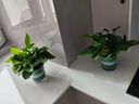 双盟绿萝盆栽除甲醛花卉绿植办公室新房净化空气 120款10盆源头直发 实拍图