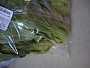 上海青500g(油菜) 实拍图