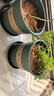 墨斗鱼花盆加仑盆加厚高款2加仑*3多肉绿萝月季盆栽树脂塑料简约带托盘 实拍图