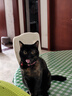 喔喔（WOWO）猫罐头猫零食 猫湿粮成猫幼猫宠物猫用浓汤补水罐 金枪鱼扇贝1罐 实拍图
