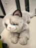 科迈特布偶猫毛绒玩具公仔猫咪玩偶娃娃摆件抱枕情人节生日礼物女生陪睡 实拍图