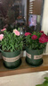 九千谷花盆加仑盆塑料花盆家用园艺种植小花盆带托盘14*14cm 2个装5051 实拍图