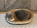疯狂的主人猫抓板窝碗形特大号猫抓盆不掉屑猫窝宠物猫玩具瓦楞纸猫爪板椭圆 实拍图
