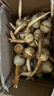 云南白茨菇新鲜农家自种白菇蘑菇白菇白花菇食用菌菇慈姑 新鲜白茨菇 4斤 实拍图