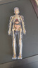 凌云鹤人体结构模型儿童玩具器官模型可拆卸骨骼模型骨架医学医用 全透明款-人体模型 【可视化，可拼装】 实拍图