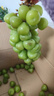 阳光玫瑰葡萄晴王青提香水提子山西新鲜水果一斤也是批发价 带箱5斤大果【单果克重10g-20g】（净重约4.5斤） 实拍图