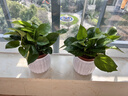 【绿萝盆栽】吸甲醛净化空气水培绿植物懒人花卉好养搬家礼物全 【爆款2盆】绿萝+白色南瓜盆自吸水 整体含盆高度20-25cm 实拍图