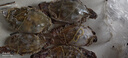 【冷冻】拾鲜生 梭子蟹活冻舟山特大螃蟹海鲜3斤梭子蟹5-7两/只 当季新蟹 源头直发包邮 实拍图