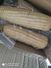 京鲜生东北白糯玉米330g*8根 甜黏玉米低脂早餐代餐粗粮真空装 源头直发 实拍图
