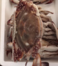 【冷冻】至鲜 梭子蟹2.6斤/5-6只整只当季液氮冷冻4-6两/只吕四黄海新鲜螃蟹海鲜 实拍图