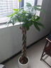 叹为观止大型植物发财树各种大颗盆栽开业乔迁客厅办公室内好养大型花卉 辫子发财树【1.2-1.4米】 含盆 实拍图