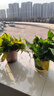双盟绿萝盆栽除甲醛花卉绿植办公室新房净化空气180加仑4盆装源头直发 实拍图