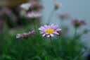 适马（SIGMA）30mm F1.4 DC DN 大光圈定焦镜头 人像扫街夜景 直播镜头 半画幅微单镜头 佳能RF口 【官方标配】分期免息+多重好礼 实拍图