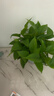双盟绿萝盆栽除甲醛花卉绿植办公室新房净化空气180加仑4盆装源头直发 实拍图