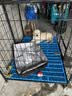腆宠狗笼狗窝狗笼子大型犬中型犬小型犬带厕所加粗家用宠物笼子围栏 实拍图