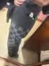 野兽派家居（tbh）睡衣男 全棉磨毛家居服套装 熊猫噗噗 四秋冬可外穿长袖情侣睡 磨毛棉家居服 墨黑 L 实拍图