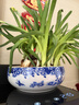 九千谷 水仙花盆水养陶瓷盆 大号圆形铜钱草碗莲睡莲青花瓷盆约19cm5822 实拍图
