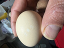 京鲜生可生食标准鲜鸡蛋30枚礼盒装3斤 源头直发 实拍图