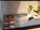 阔庭乌龟缸生态缸宠物饲养箱透明爬宠专用黑色款 实拍图