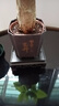 【带盆高度约15-25cm】发财树盆栽室内植物客厅办公室吸甲醛好养 单杆发财树+塑料节节高升盆+小方底座 花盆直径约8cm 实拍图