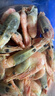 禧美海产 黑头北极甜虾10斤 90-120+规格 源头直发海藻头 原箱 海鲜水产 实拍图