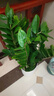【金钱树】盆栽客厅室内植物钱串子大型发财绿植乔迁开业送盆花卉 12-18株  0.8-1米罗马柱盆 送肥料 实拍图