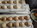 京鲜生 无抗保洁鲜鸡蛋30枚/盒 健康轻食 礼盒送礼 1.5kg/盒 源头直发 实拍图