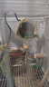 万宠汇 鸟活体虎皮鹦鹉笼养牡丹玄风活鸟学说话手养小太阳鹦鹉宠物鹦鹉 爱情鸟鹦鹉一只 实拍图