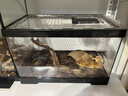 最萌爬宠饲养箱亚克力蛇角蛙蜘蛛蜥蜴守宫饲养盒甲虫爬虫饲养箱乌龟缸 【30X18.5X18.5】裸缸 实拍图