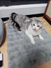POPOCOLA宠物电热毯中号加热垫恒温保暖猫窝狗窝生病绝育可用 实拍图